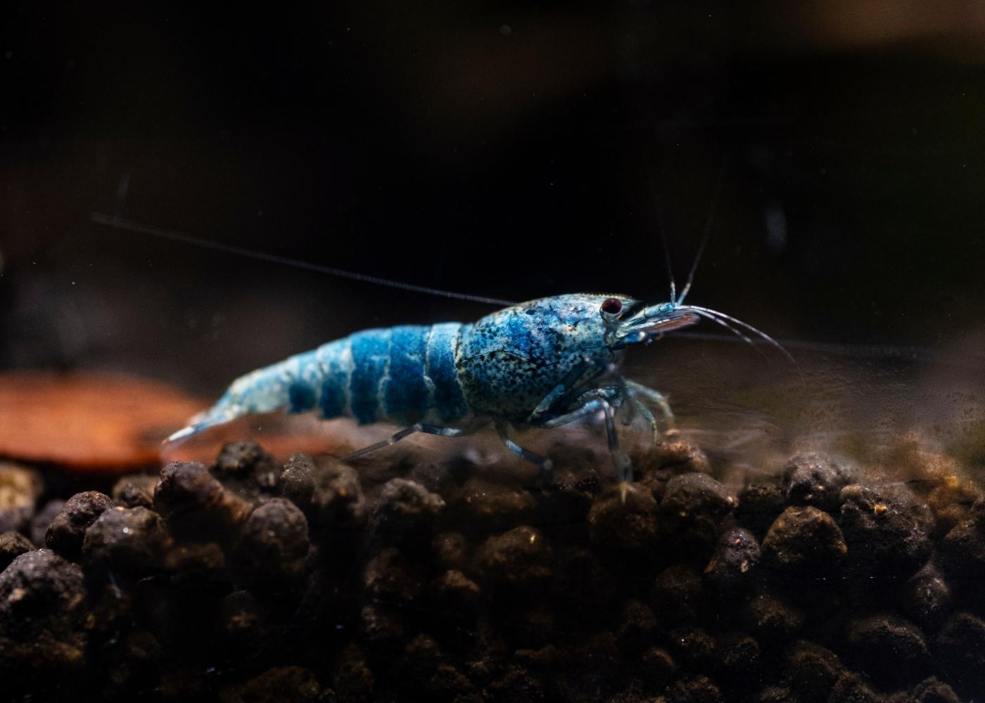 Shrimp - Blue Bolt 2