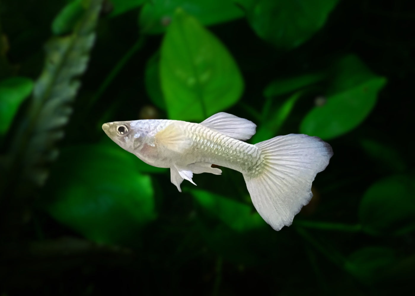 Guppy Male Luminous White