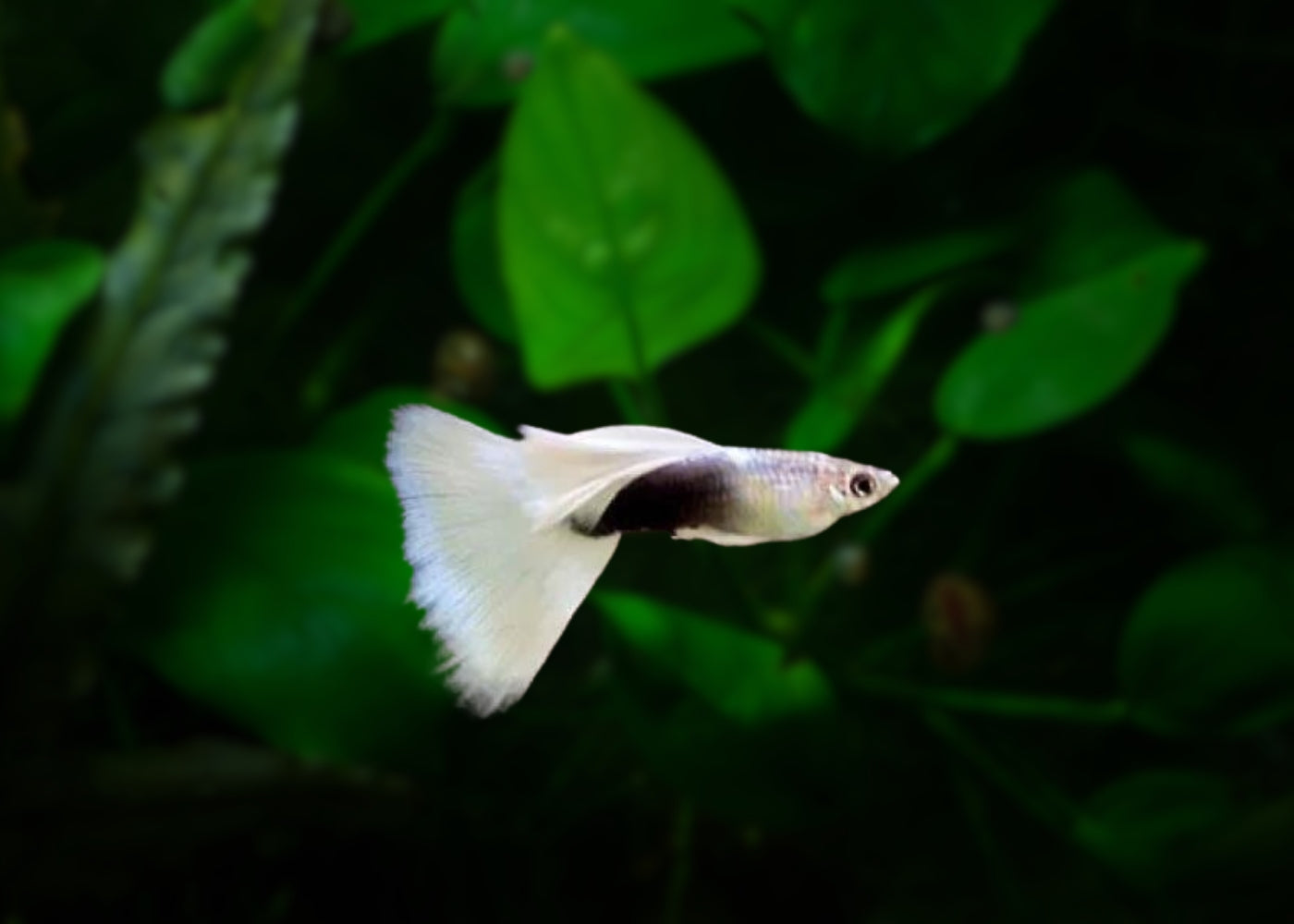 Guppy Male Luminous White 2