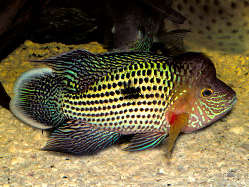 Rivulatus White Fin