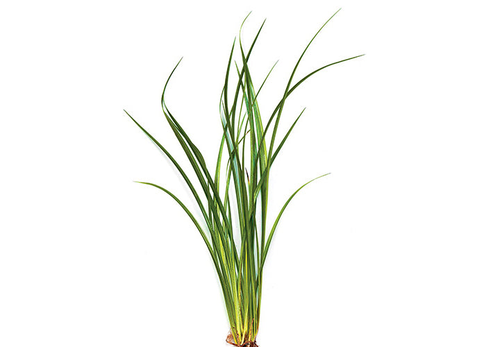 Variegated Lime Rush