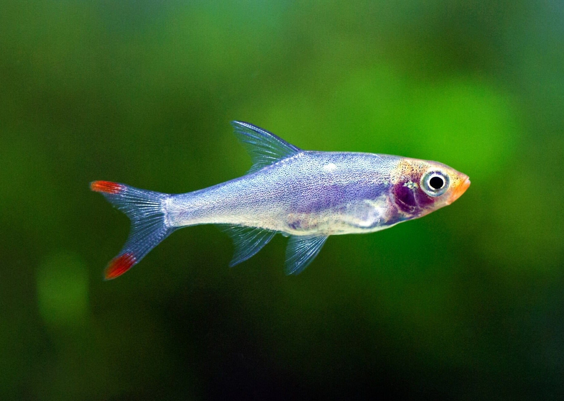 Asian Rummynose Rasbora - Sawbwa resplendens