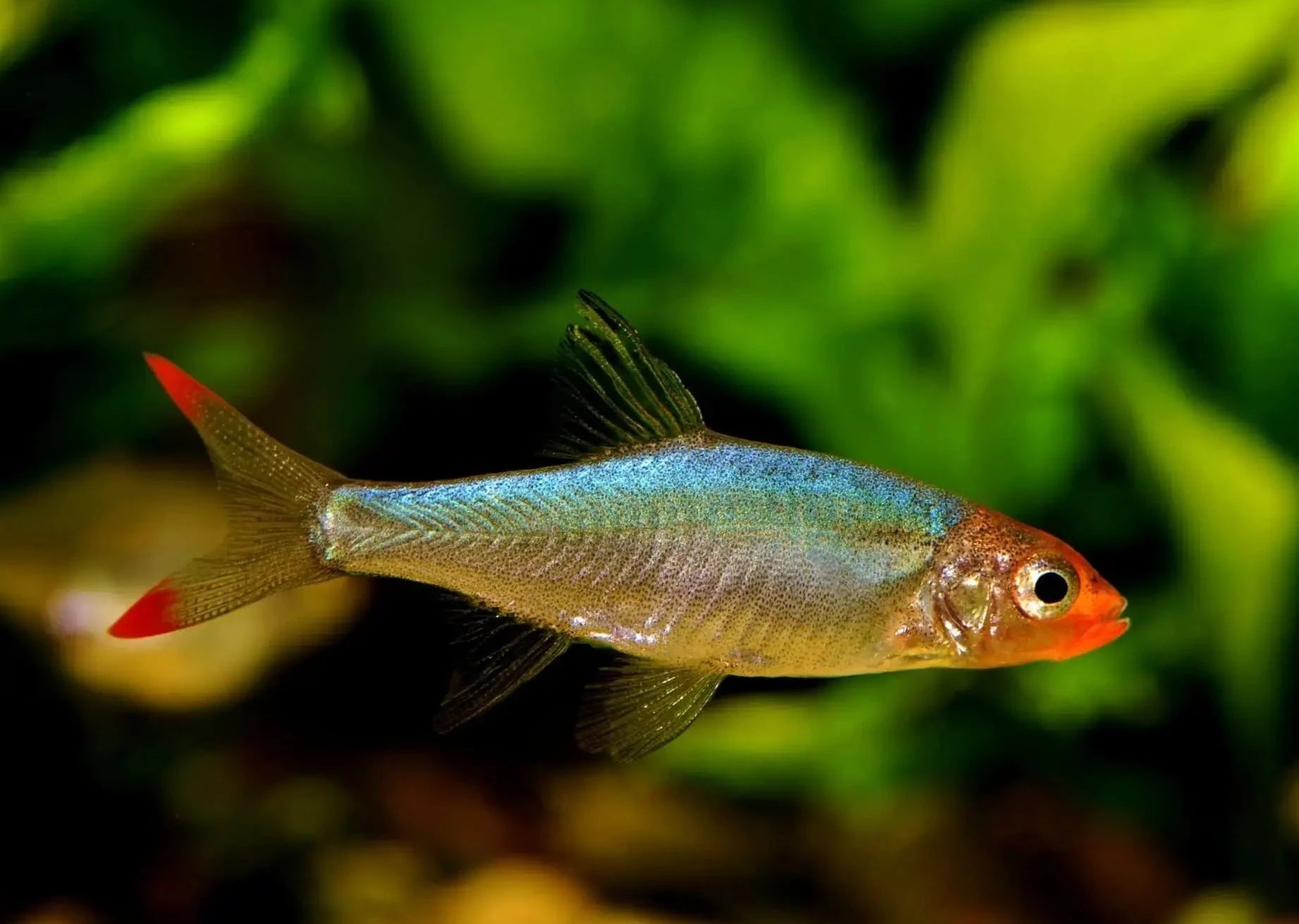 Asian Rummynose Rasbora - Sawbwa resplendens 2