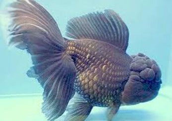 Oranda Black