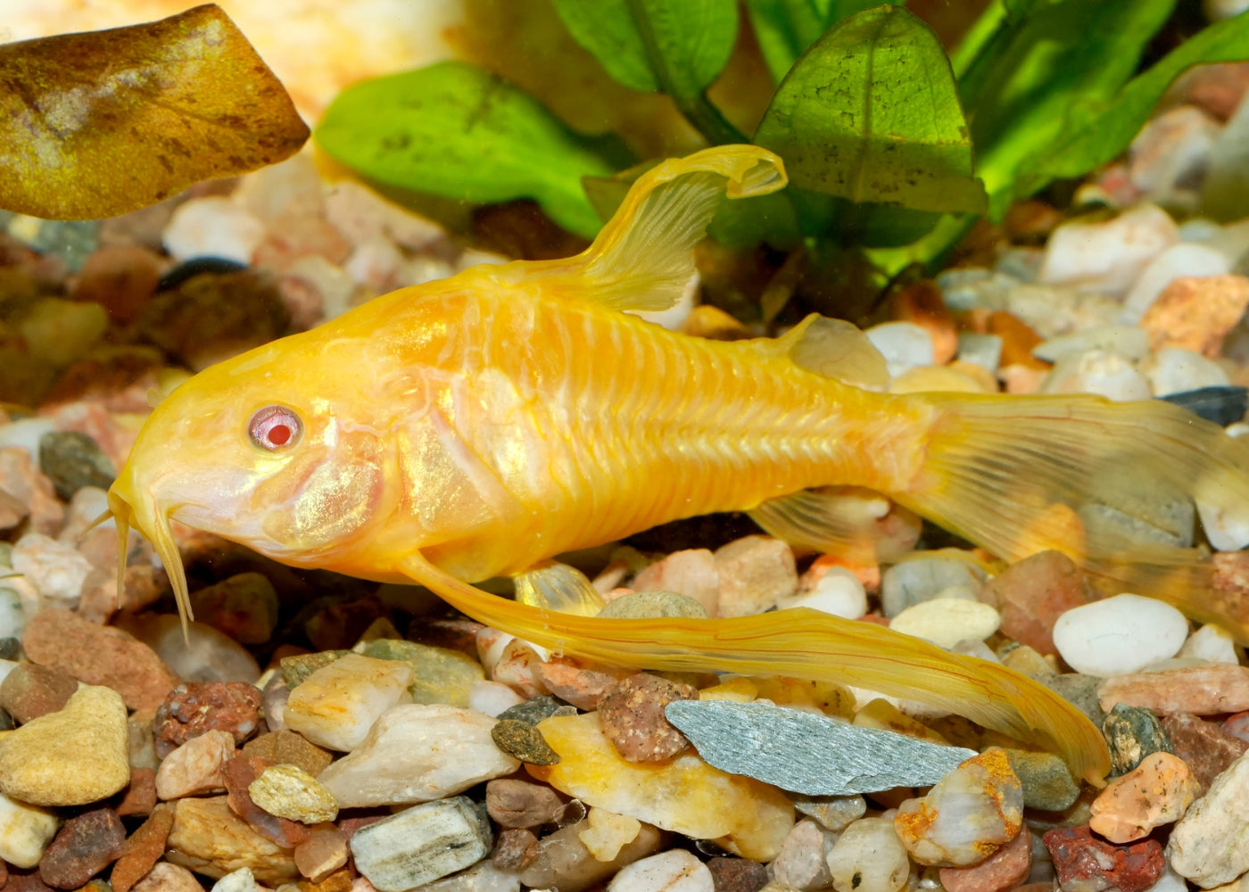 Corydoras Albino- Longfin
