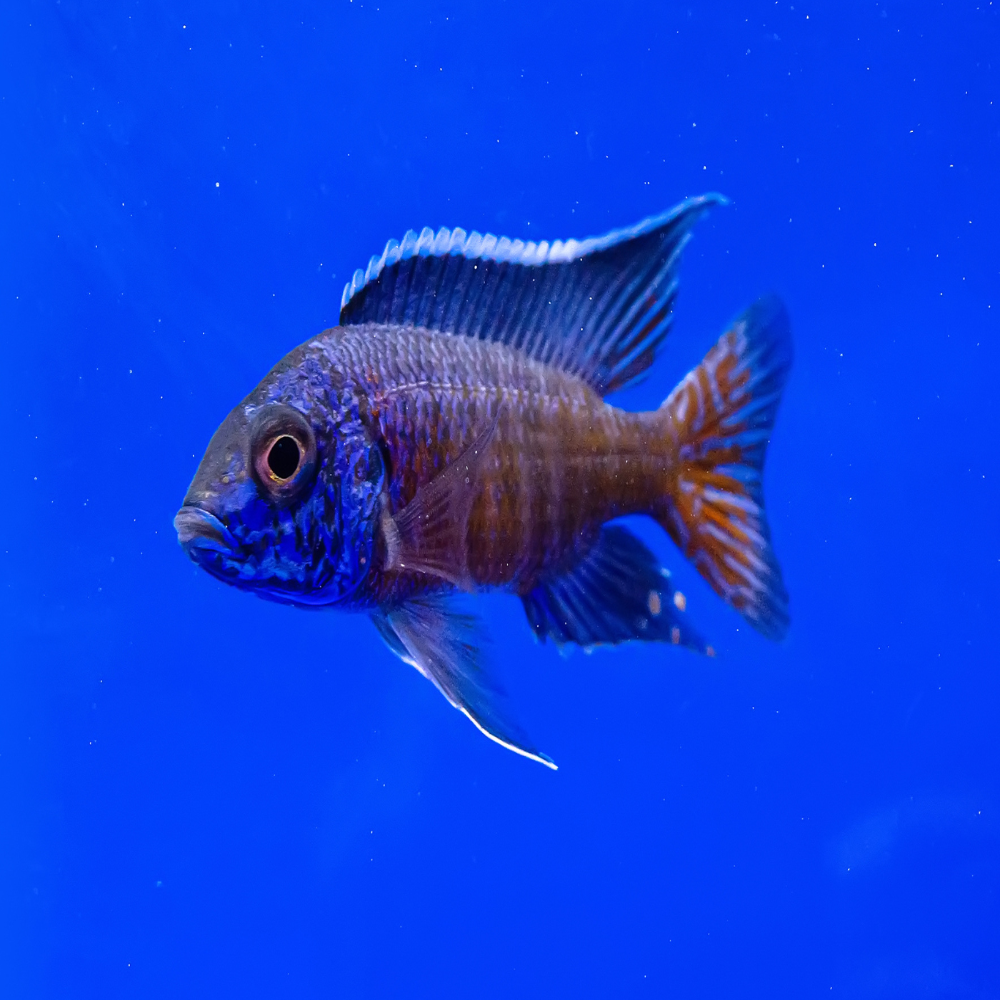 Peacock Cichlid - Assorted
