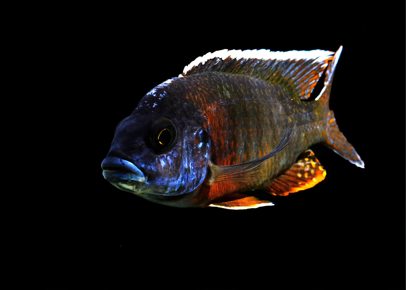 Peacock Cichlid - Assorted 2