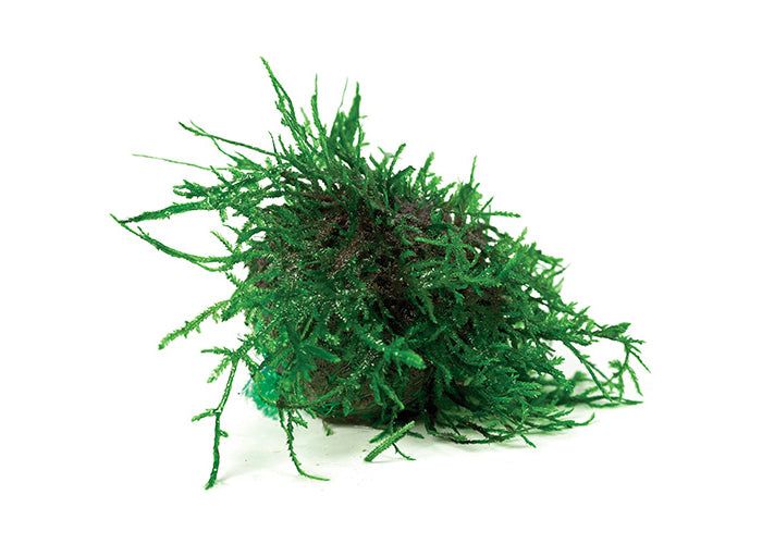 Fontinalis Topiary Balls