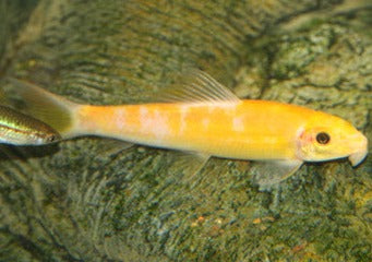 Sucking Catfish Gold 2