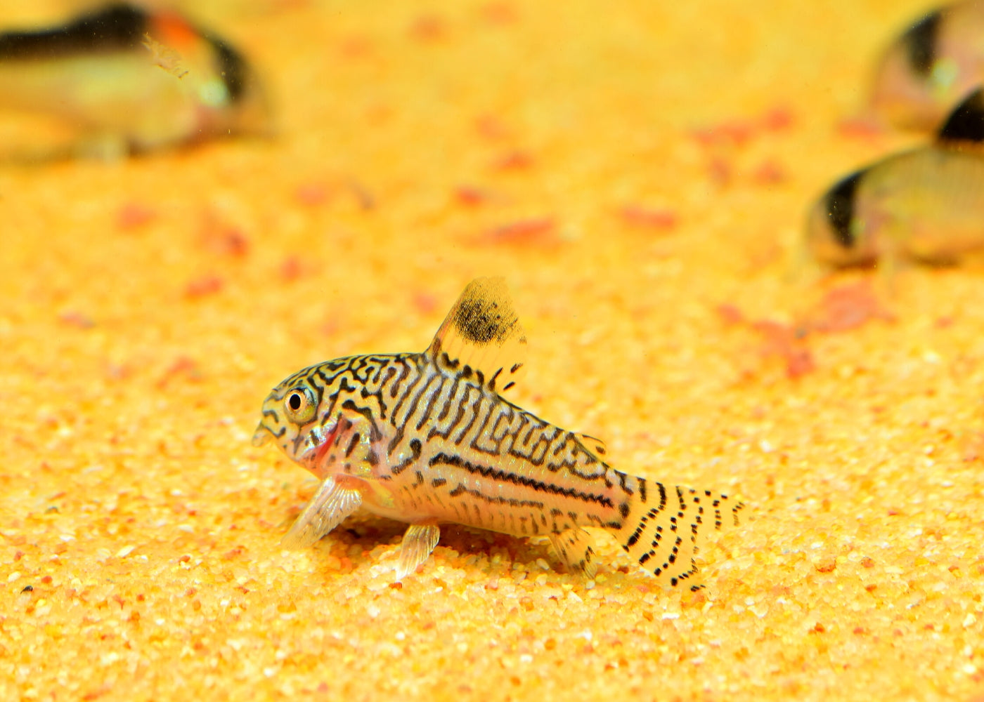 Corydoras - Assorted 2