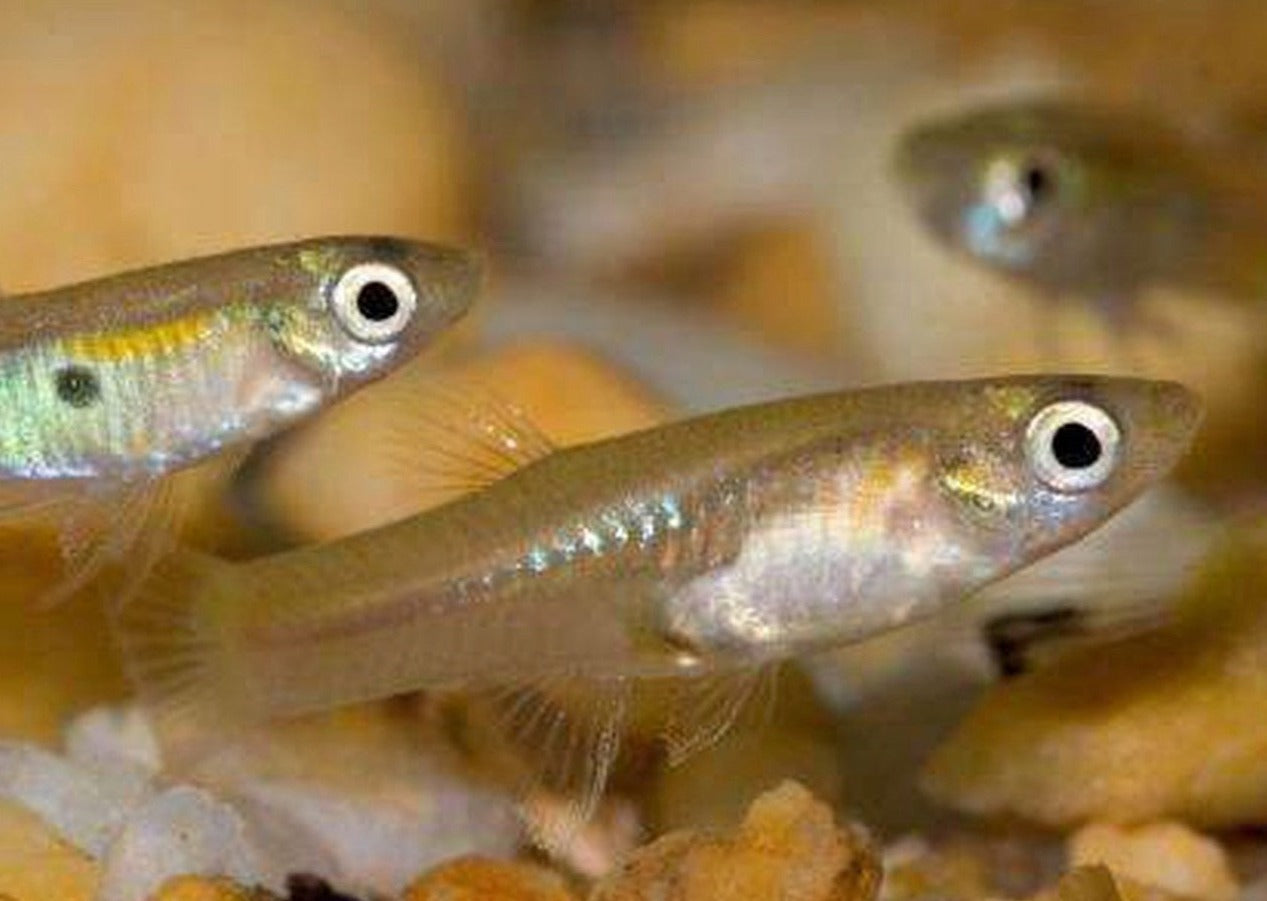 Feeder Fish - Guppy
