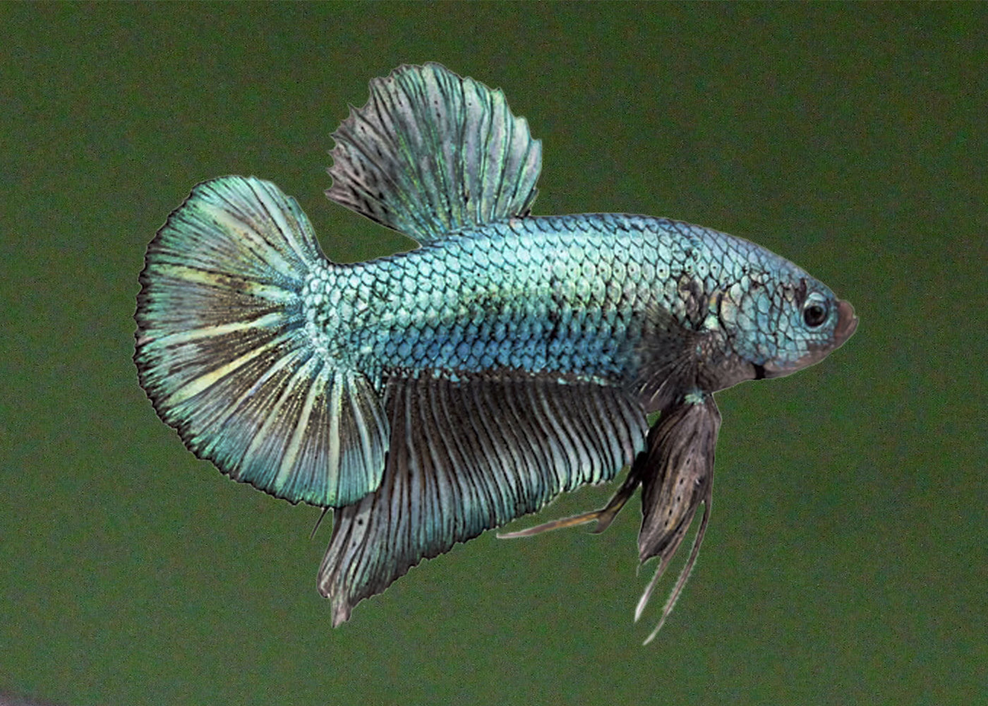 Fighter Male Plakat Halfmoon 2