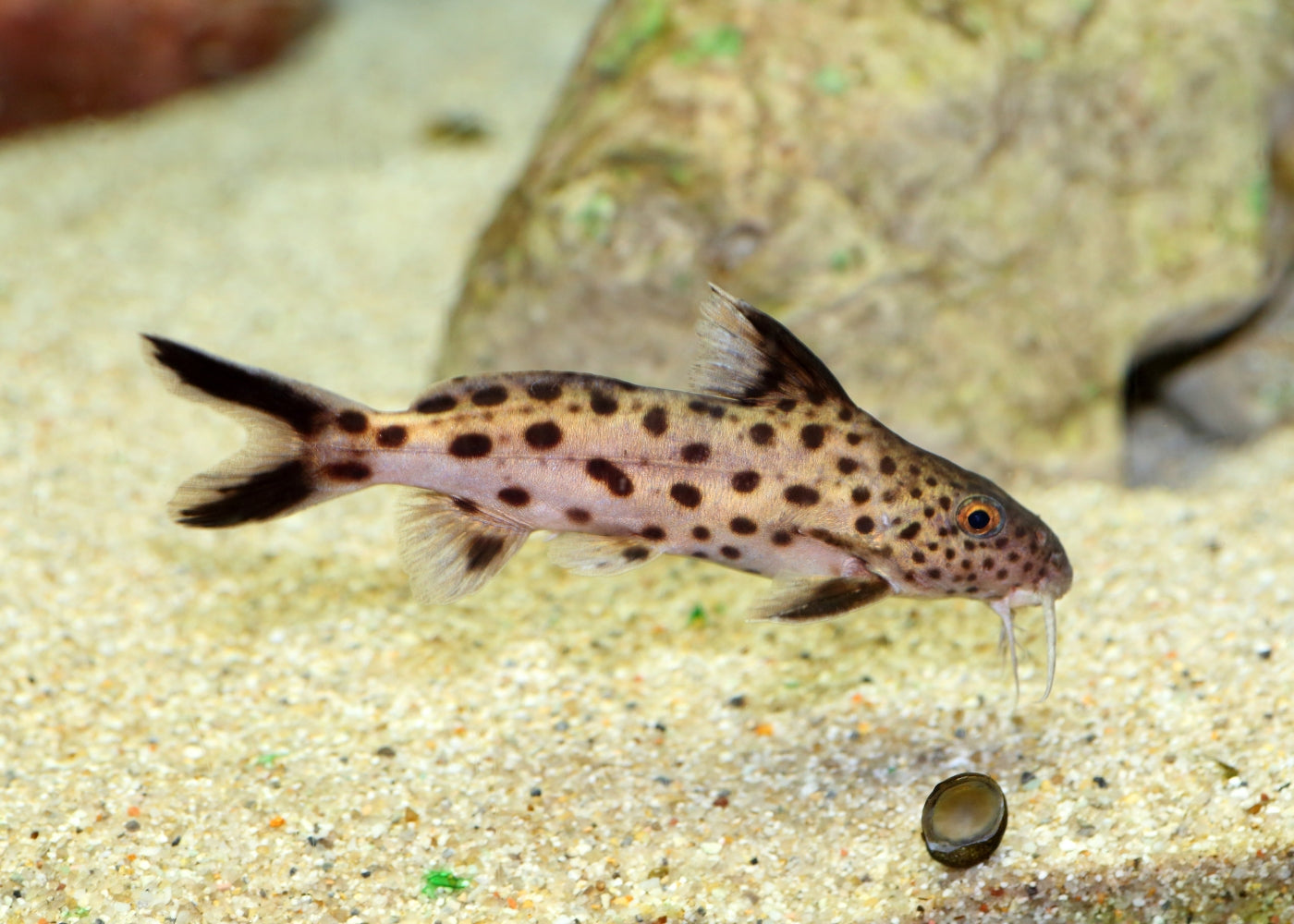 Synodontis Multipunctatus - Cuckoo Cat