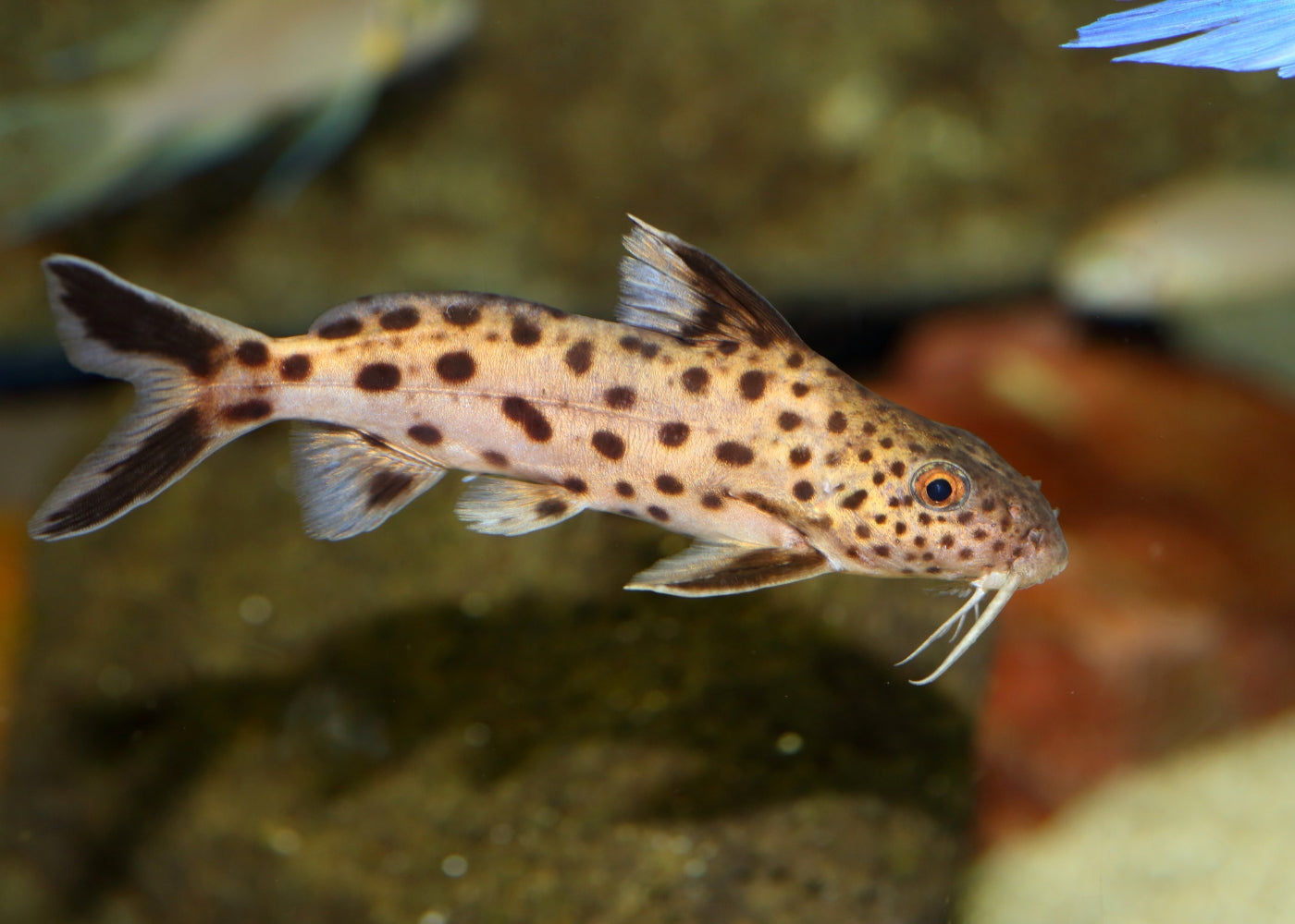 Synodontis Multipunctatus - Cuckoo Cat 2