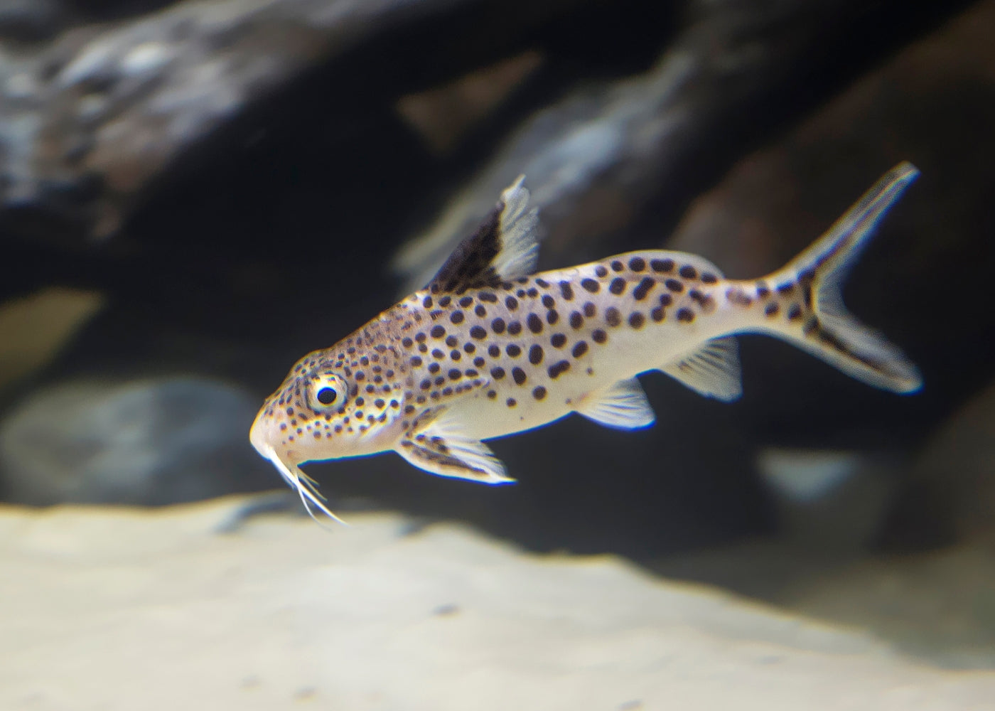Synodontis Multipunctatus - Cuckoo Cat 3