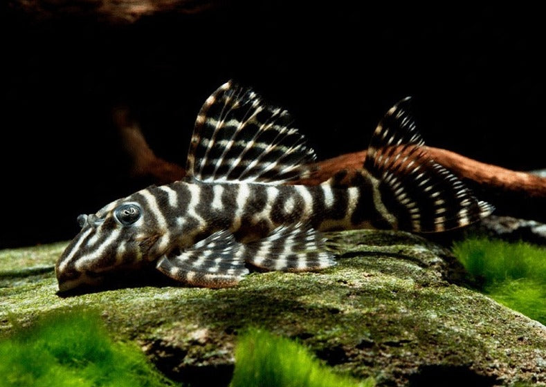 Hypancistrus Debilittera L129 (Colombian Zebra Pleco)