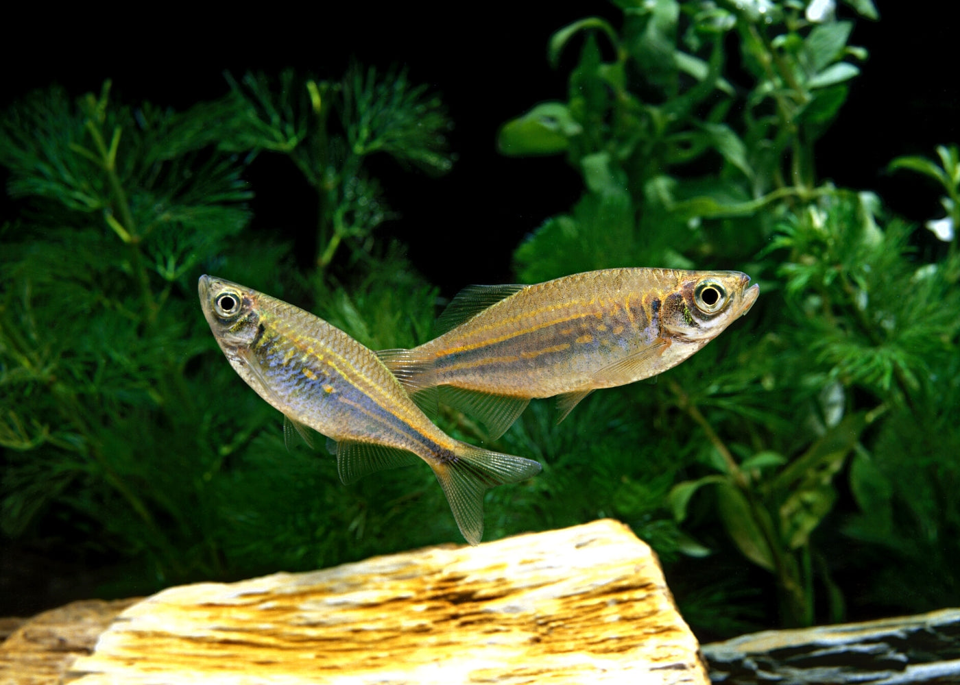 Giant Danio - Special 6 for $30 2