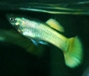 Guppy Male Neon Gold