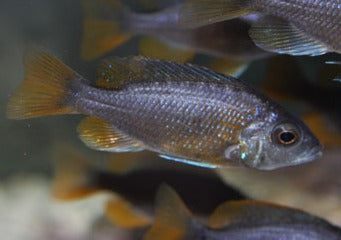Copadichromis Borleyi Kadango Red