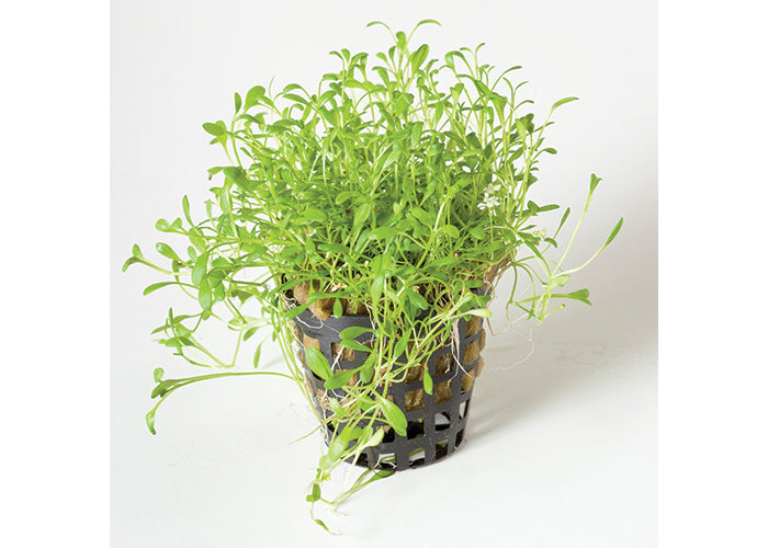 Glossostigma in Mesh Pot