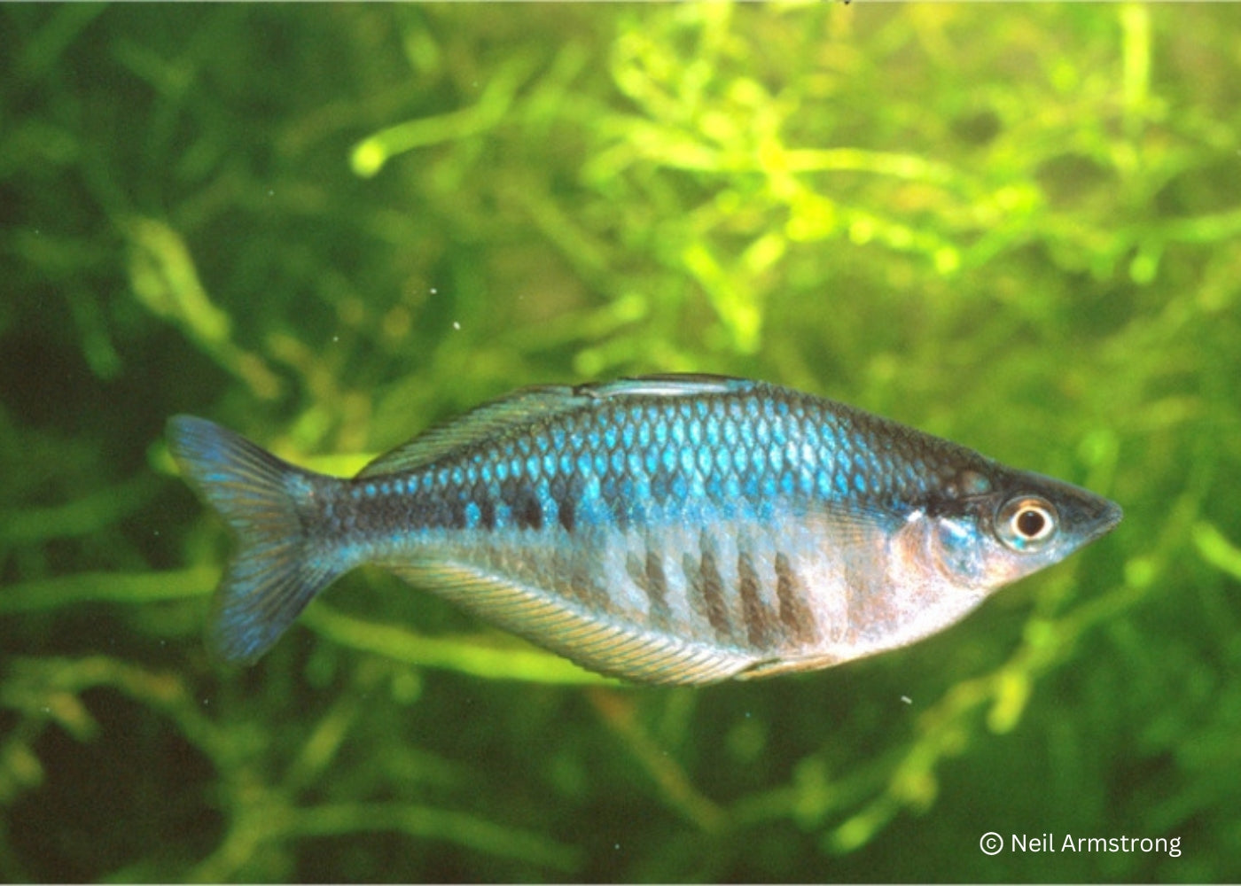 Axelrods Rainbowfish - C.Axelrodi
