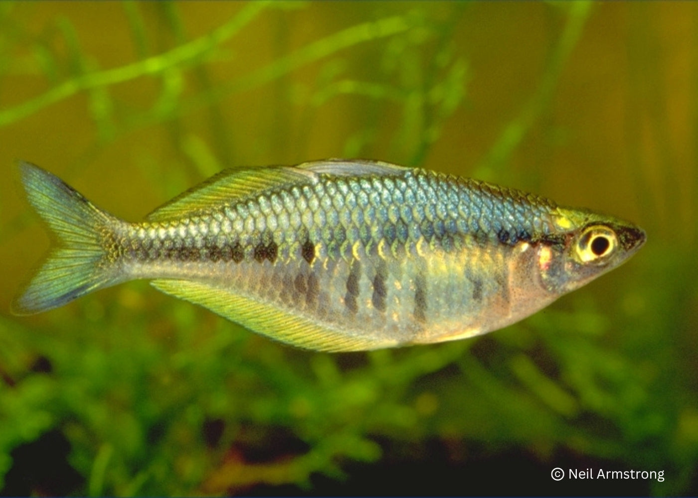Axelrods Rainbowfish - C.Axelrodi 2