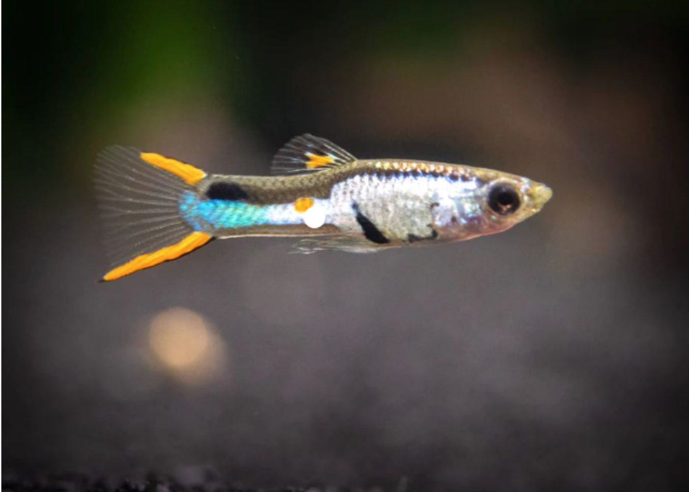 Guppy Endlers - Silverado