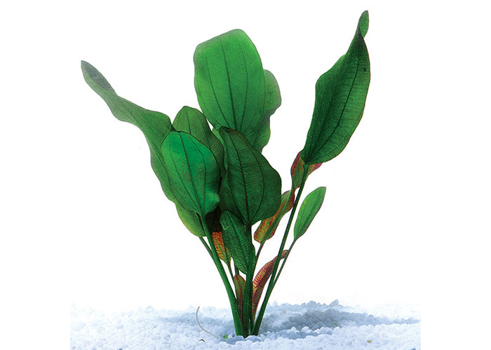 Echinodorus Kleineber in Mesh Pot