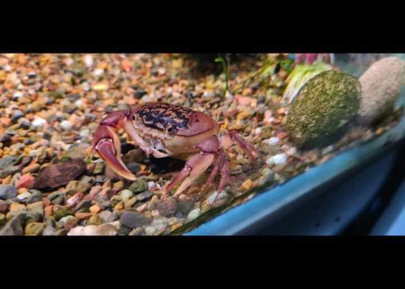 Freshwater Crab