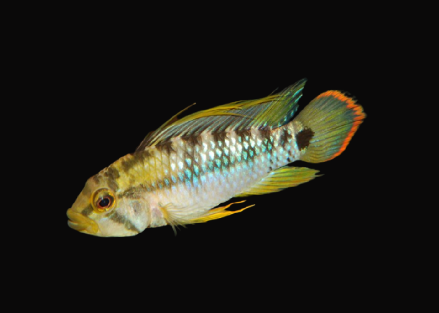 Apistogramma Sp. Inka-50