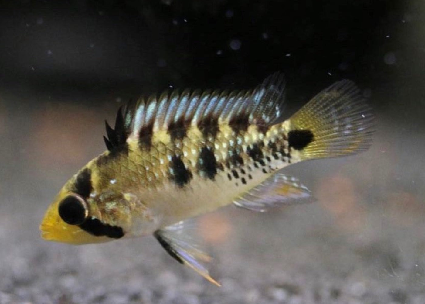 Apistogramma Sp. Inka-50 2