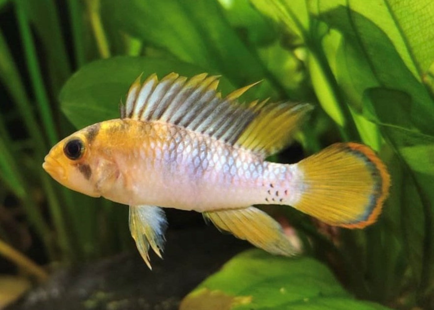 Apistogramma Sp. Inka-50 3