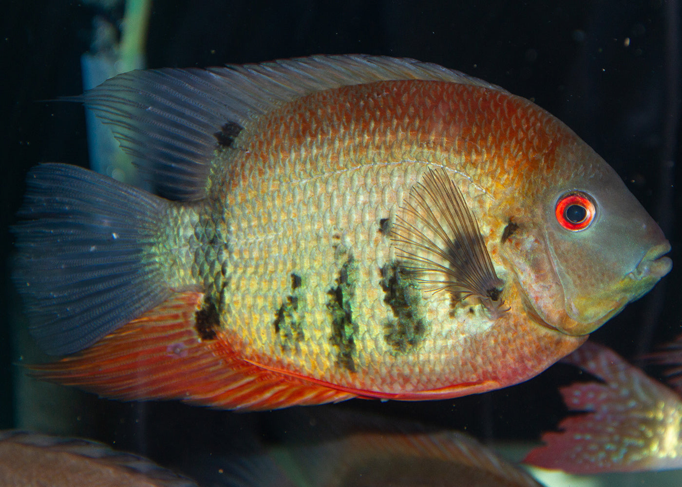Severum - Rotkeil