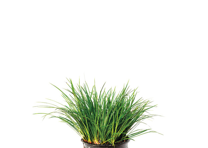 Dwarf Green Rush in Mesh Pot