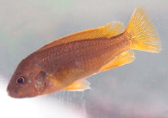 Rusty Cichlid