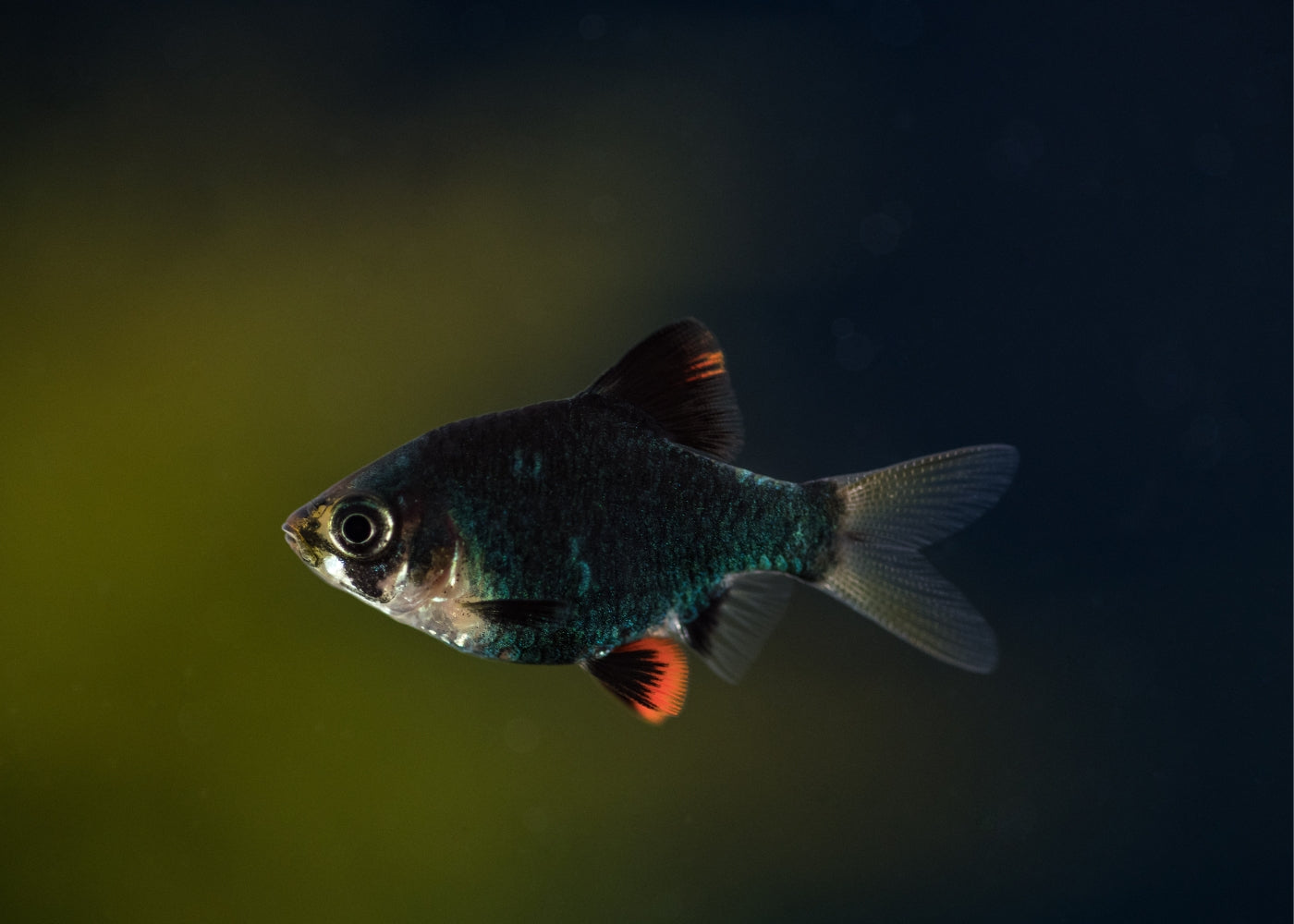 Tiger Barb - Green