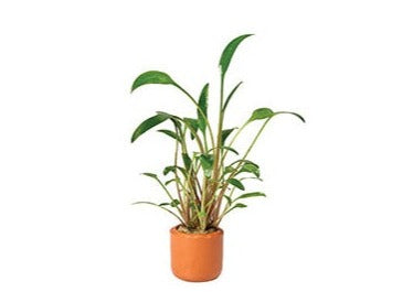 Cryptocoryne Willisii in Terracotta Pot