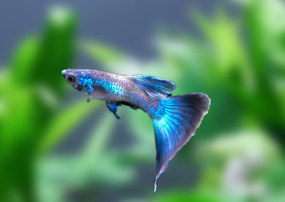 Guppy Male Blue Moscow