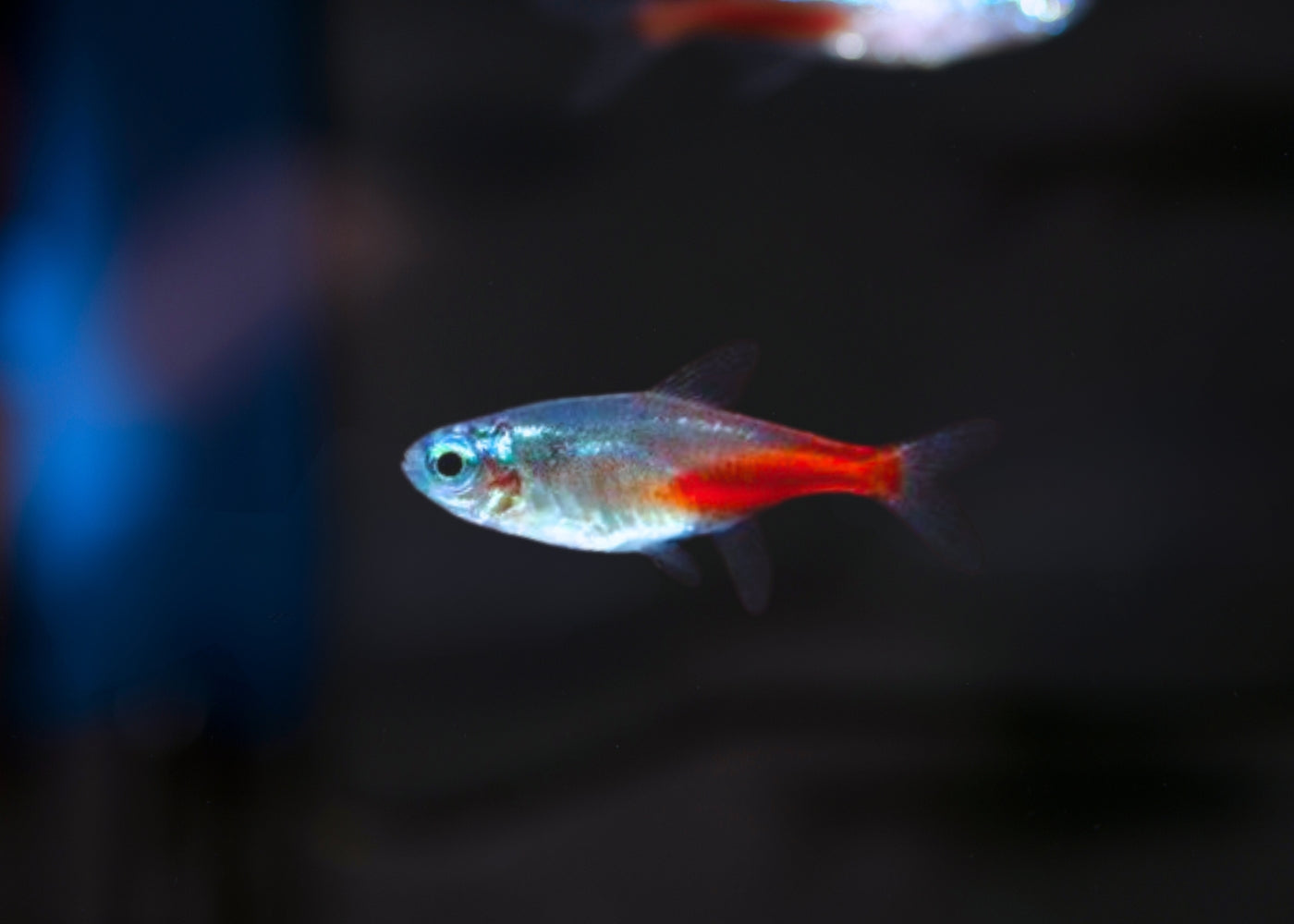 Neon Tetra - Diamond Head - Special 6 for $20