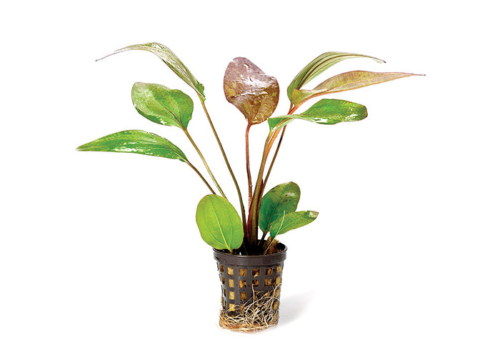 Echinodorus Red Flame in Mesh Pot