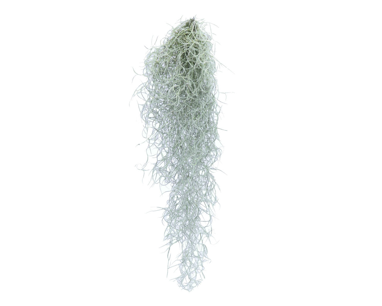 Terrarium Plant - Spanish Moss Clump (S)