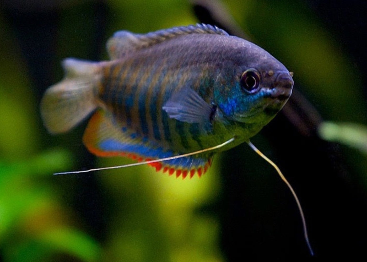 Gourami Thicklip