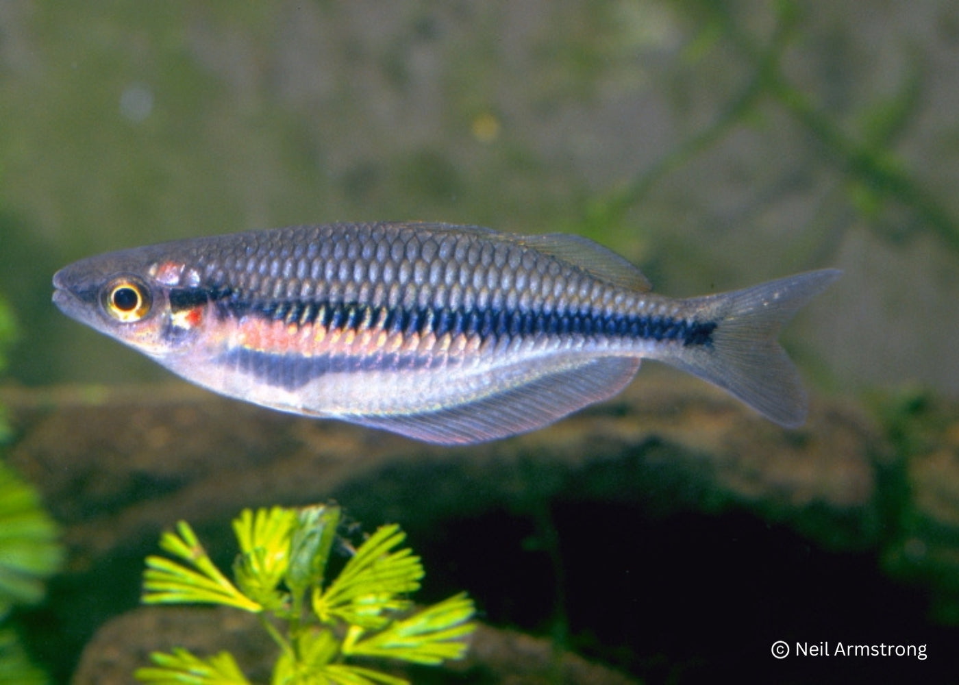 Sorong Rainbowfish