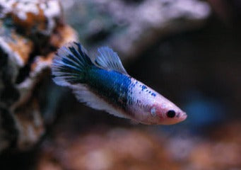 Fighter Female Halfmoon