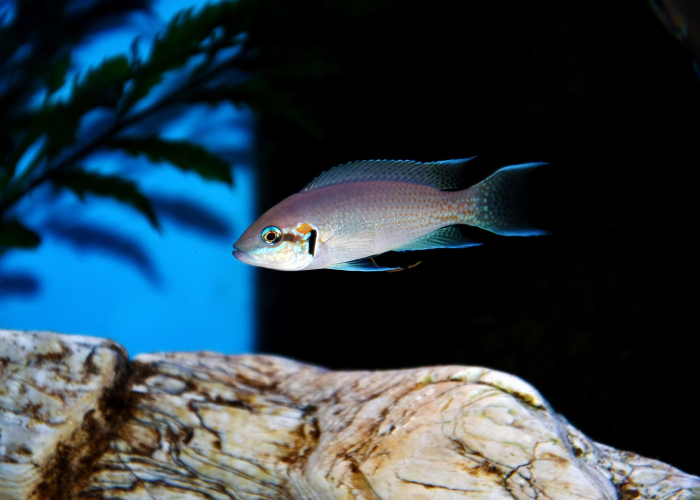 Princess Cichlid 2