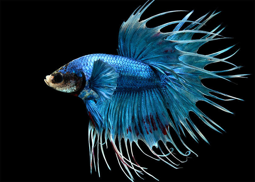 Male Crowntail Betta