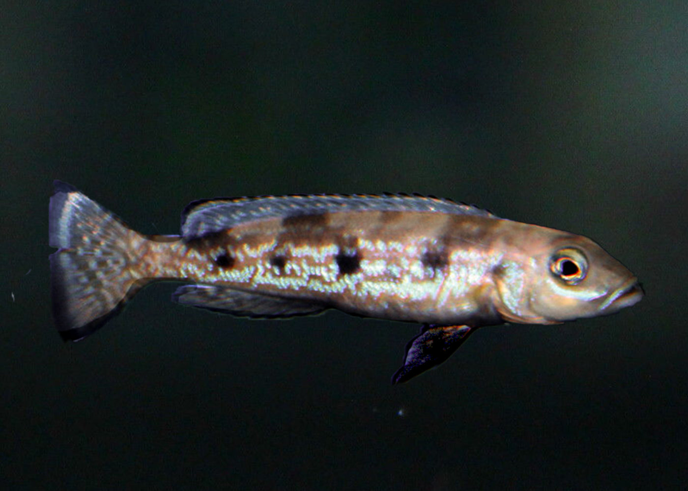 Lepidiolamprologus attenuatus