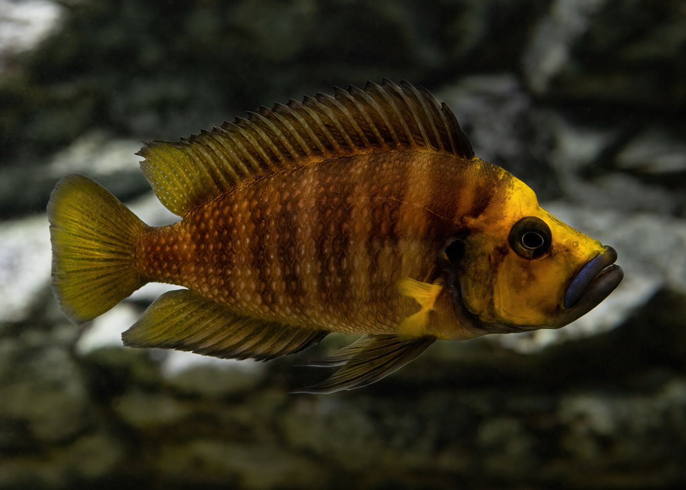 Altolamprologus Compressiceps - Gold Head