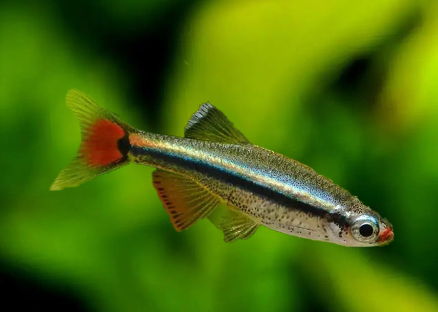 White Cloud Special (6 for $16)