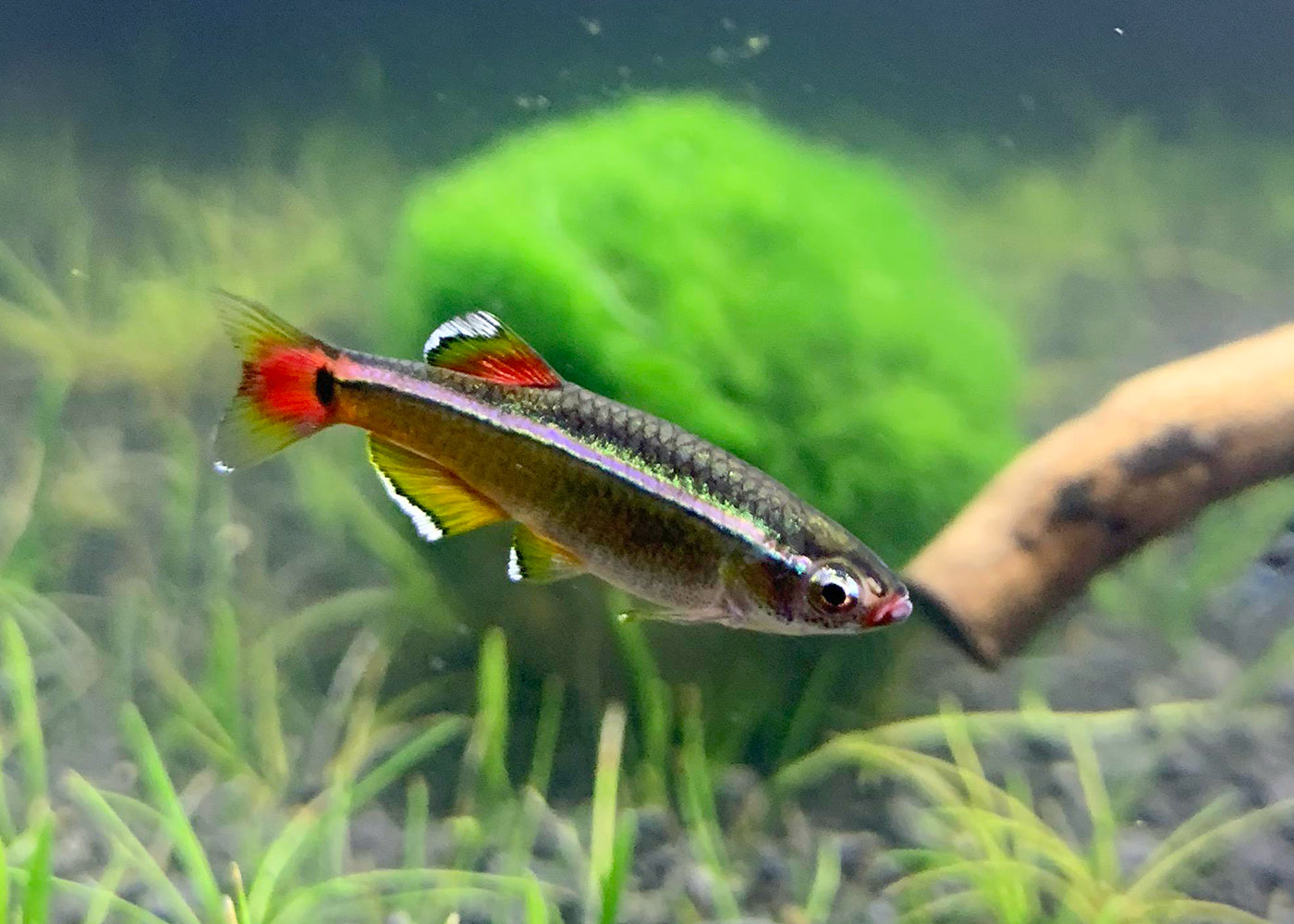 White Cloud Special (6 for $16) 3